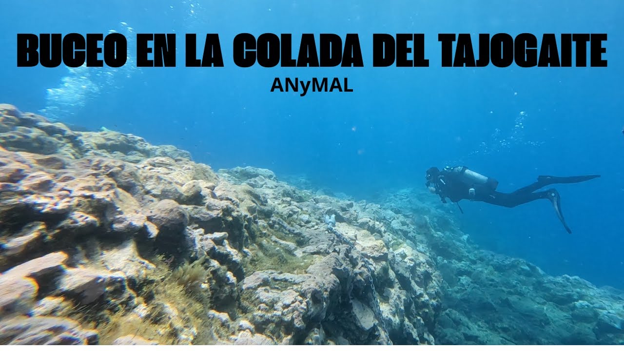Buceo En La Colada Del Volcán Tajogaite // 🤿🌋🌊  // ANyMAL