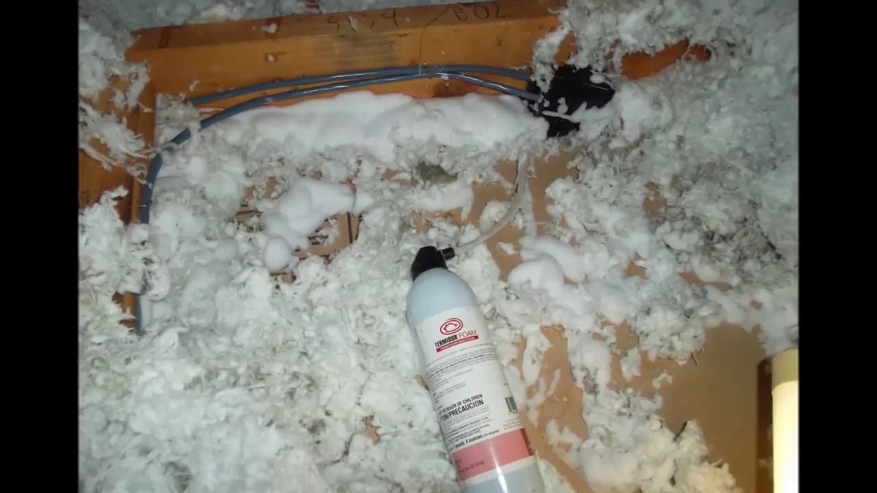 Exterminate Termites w/ Professional Foam Spray