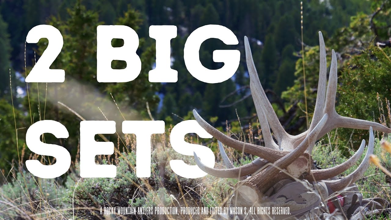 BIG Brown Elk Sheds 2025 | 2025 Elk Shed Hunting