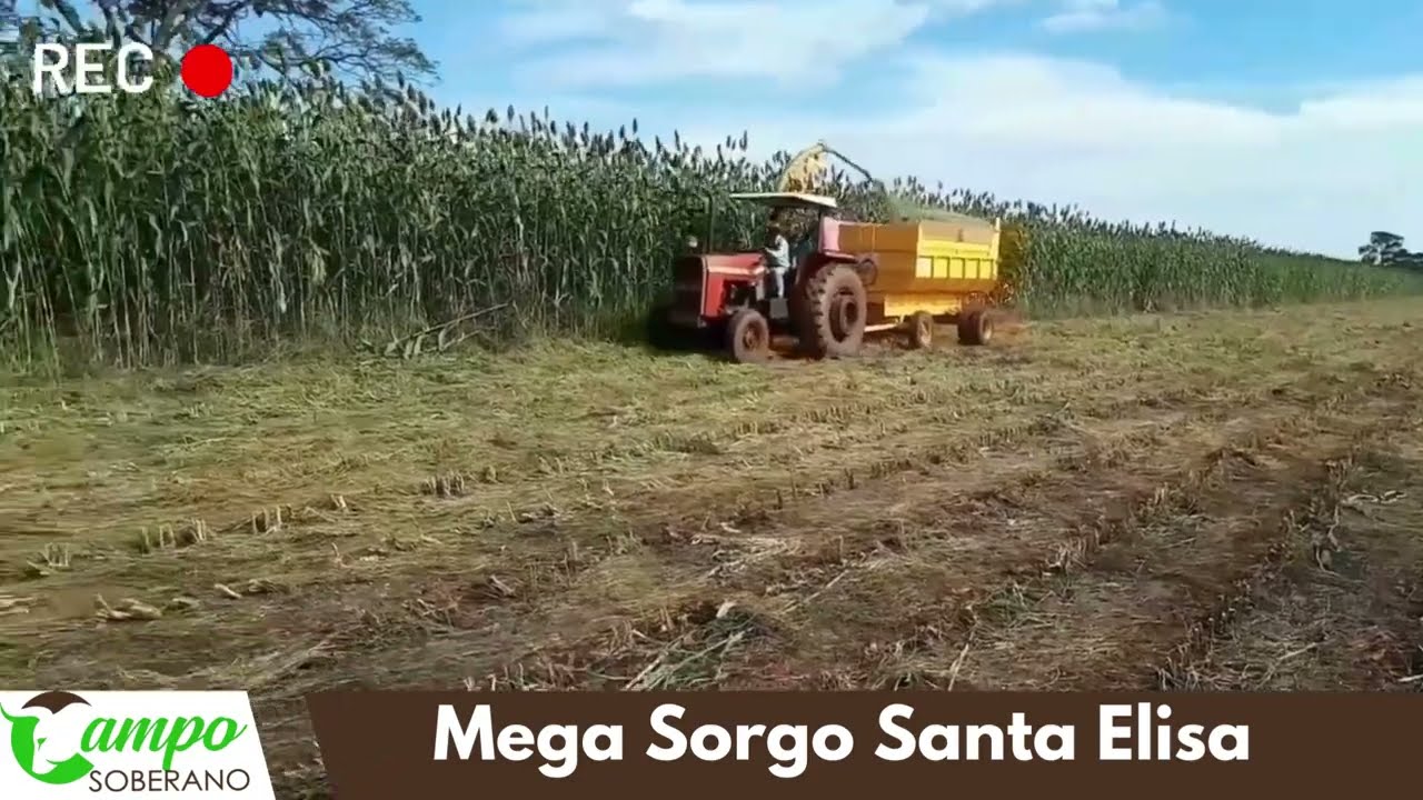 Mega Sorgo Santa Elisa: Produção de alta qualidade