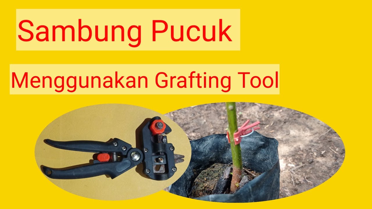 Mencoba Sambung Pucuk Menggunakan Grafting Tool
