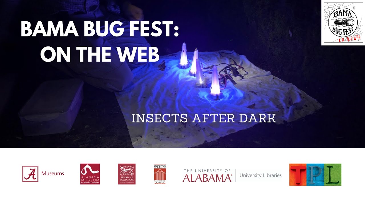 Bama Bug Fest: On the Web - Insects After Dark