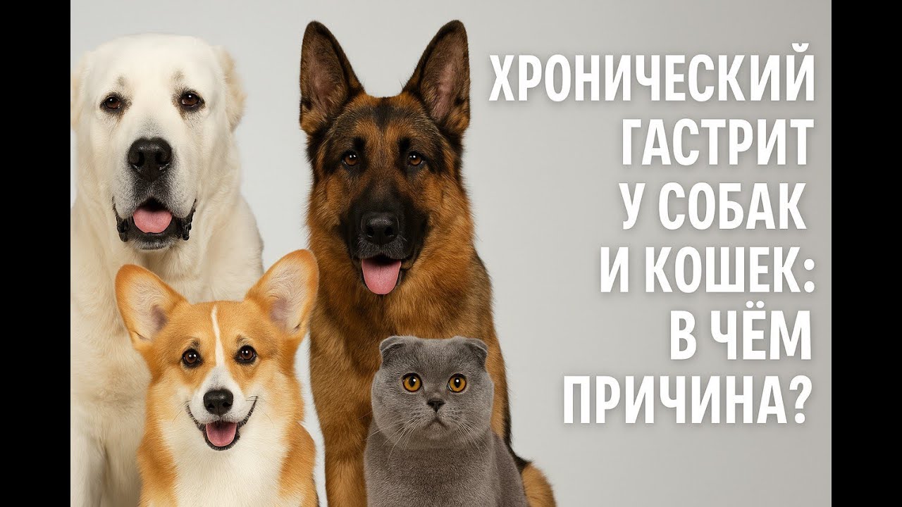 Почему у собак и кошек часто возникает хронический гастрит. Это начало проблем. Как предотвратить