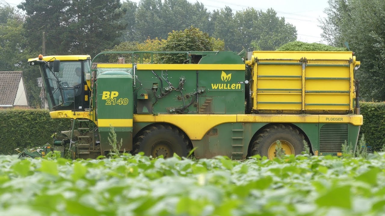 Récolte des Haricots Verts avec la BVBA Wullen et la BVBA Leuridan !