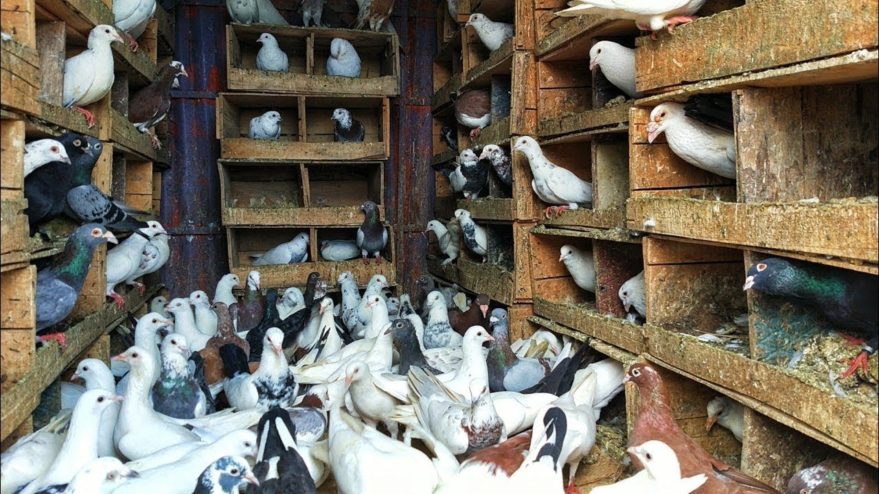 Effective pigeon farming model in the village   Cheap Pigeon Feed for egg laying and faster growth