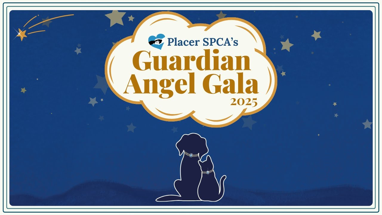 2025 Guardian Angel Gala Video