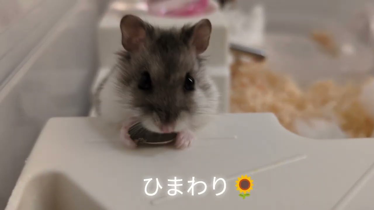 【2代目お迎えしました】久しぶりのハムスター生活！