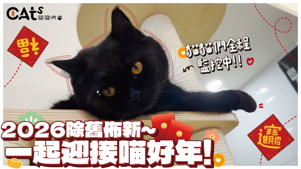2026一起迎接喵新年/貓貓們來拜年啦/除舊佈新全程陪伴兼搗蛋😼/願大家被貓貓療癒一整年！