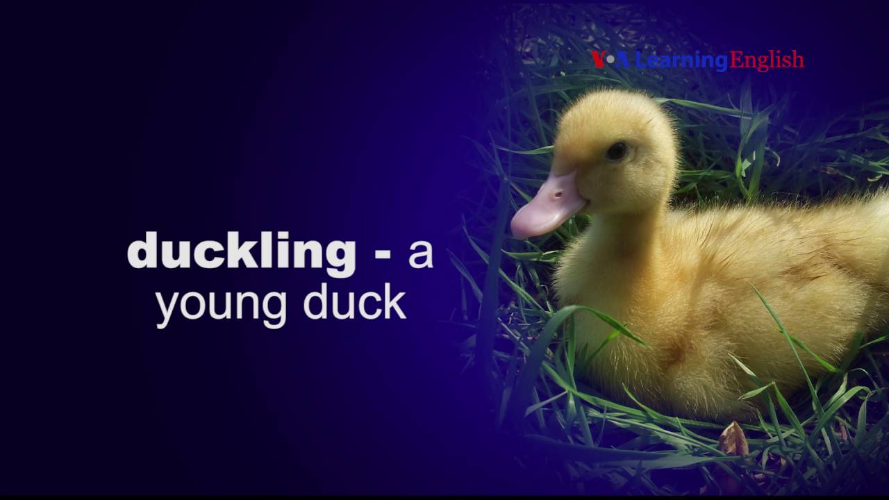 Let's Learn English Lesson 18 Speaking Practice