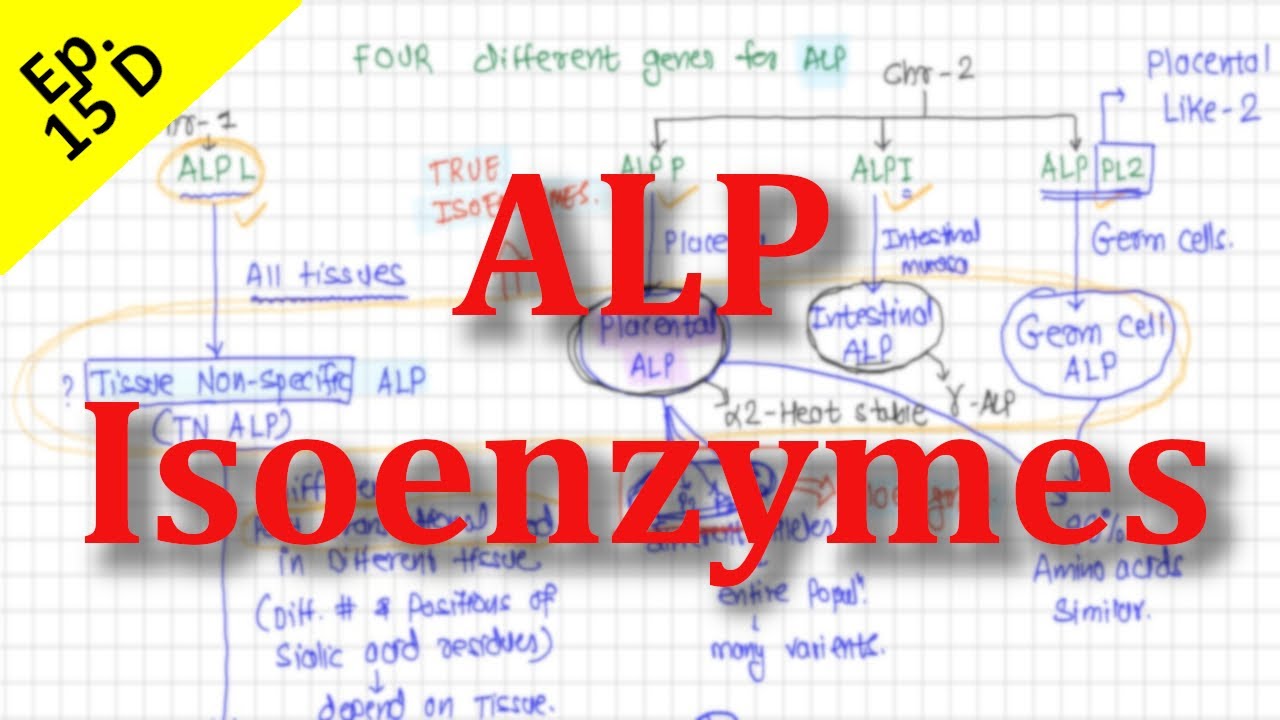 Alkaline Phosphatase Isoenzymes Simplified | High Yield Lecture