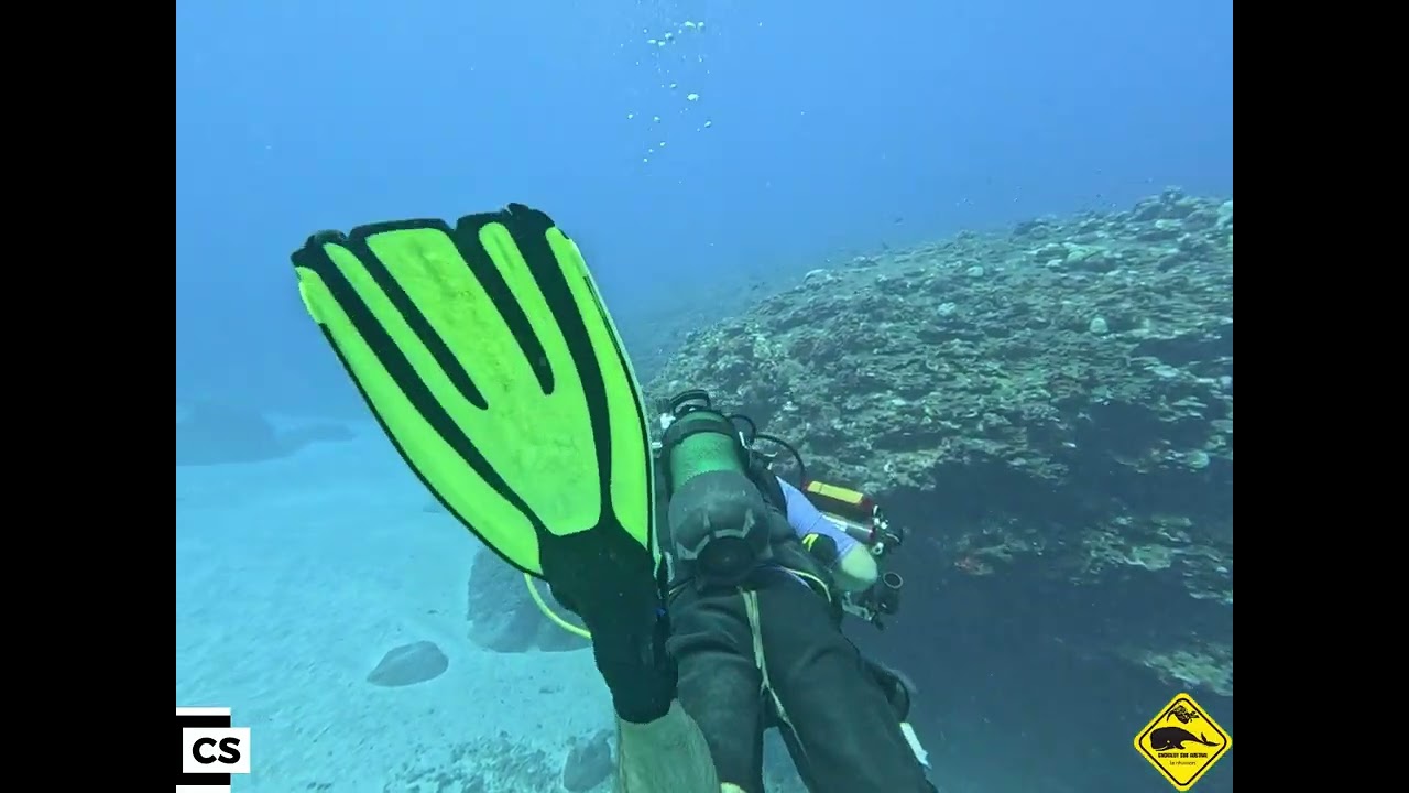 folie des dauphins