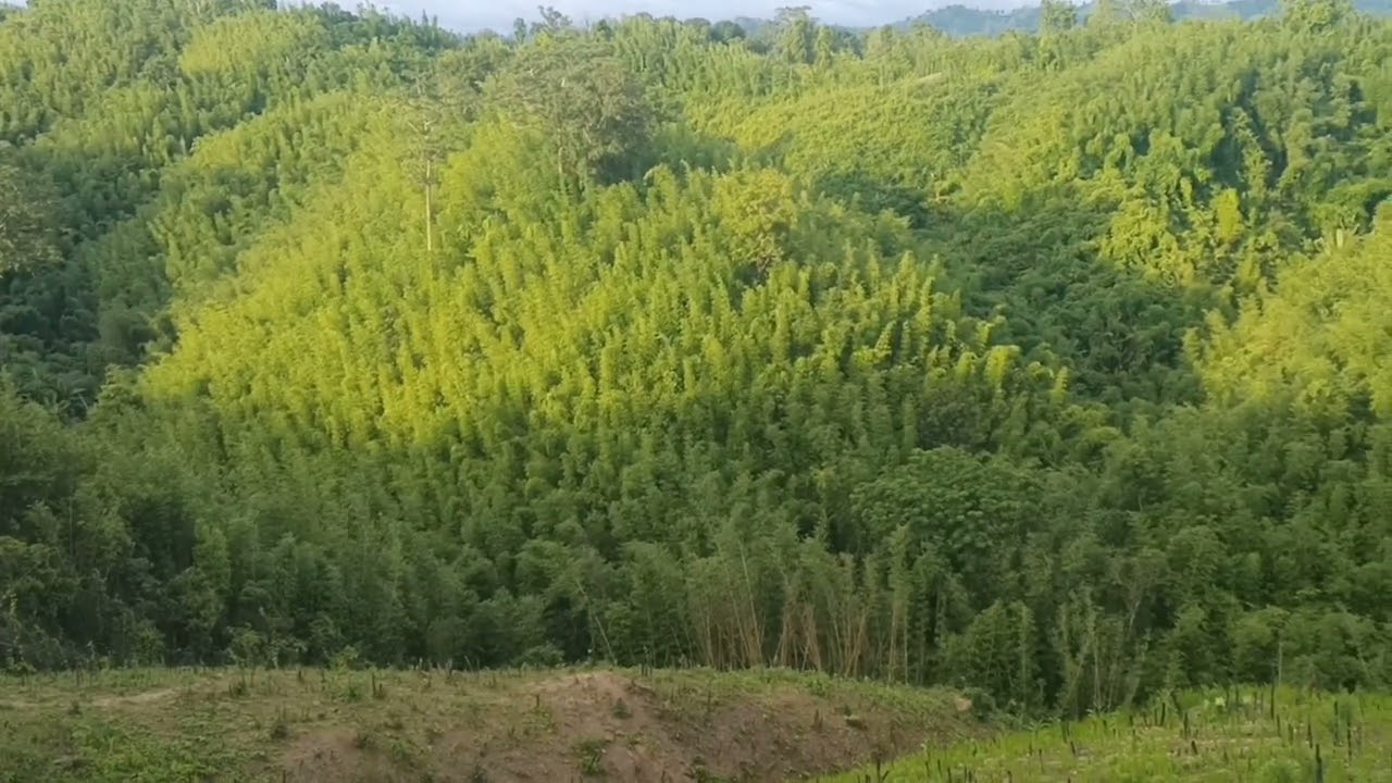 Bru Rao ni tangmung homung ma rao