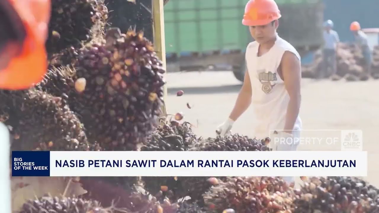 Nasib Petani Sawit Dalam Rantai Pasok Berkelanjutan