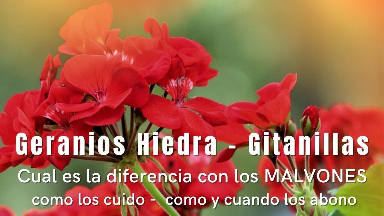 GERANIO HIEDRA / GITANILLA - mantenimiento y abonado -  diferencia con MALVONES