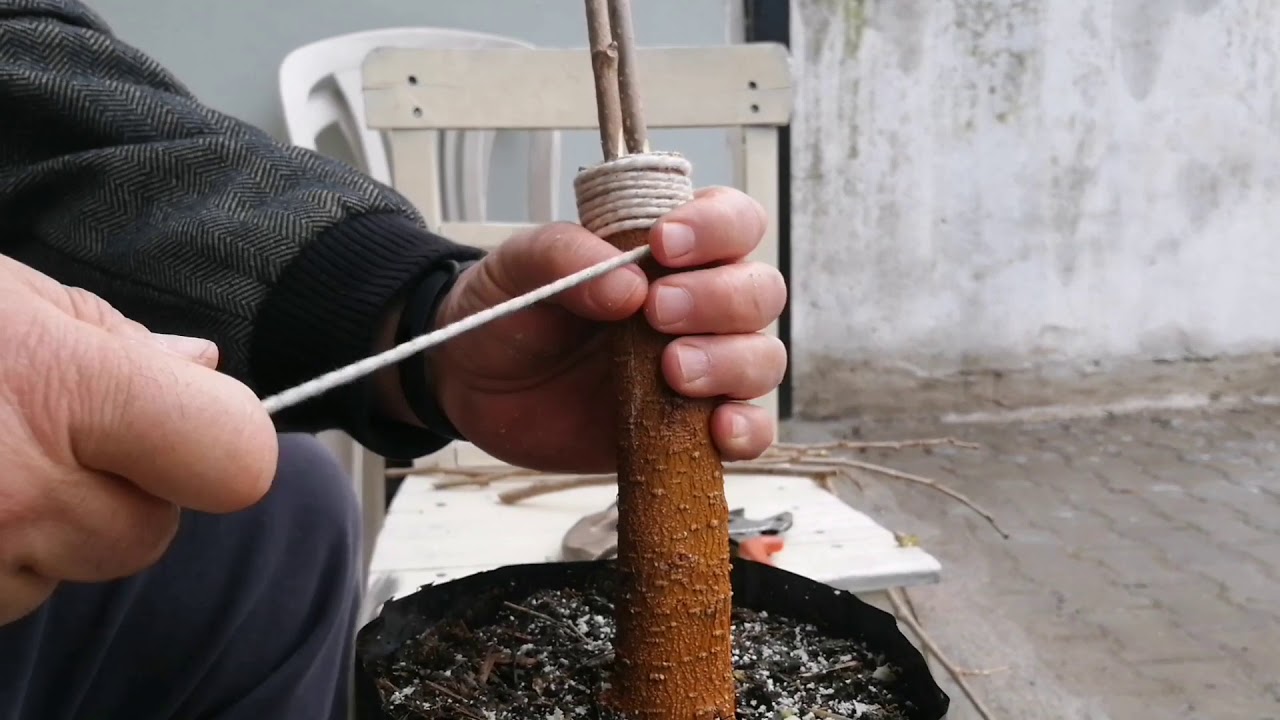 Portakal, limon, asma, dut, erik, kayısı, armut, incir, şeftali yarma aşı tekniği
