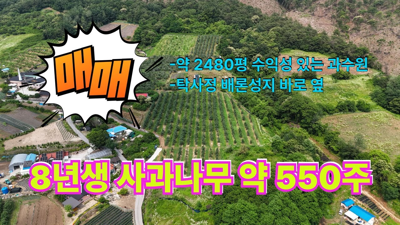 (가격내림, 더보기 참고)제천 구학리 과수원 매매 | 총 2필지 약 2480평 | 탁사정, 배론성지 바로 옆 | 사과나무 약 550주