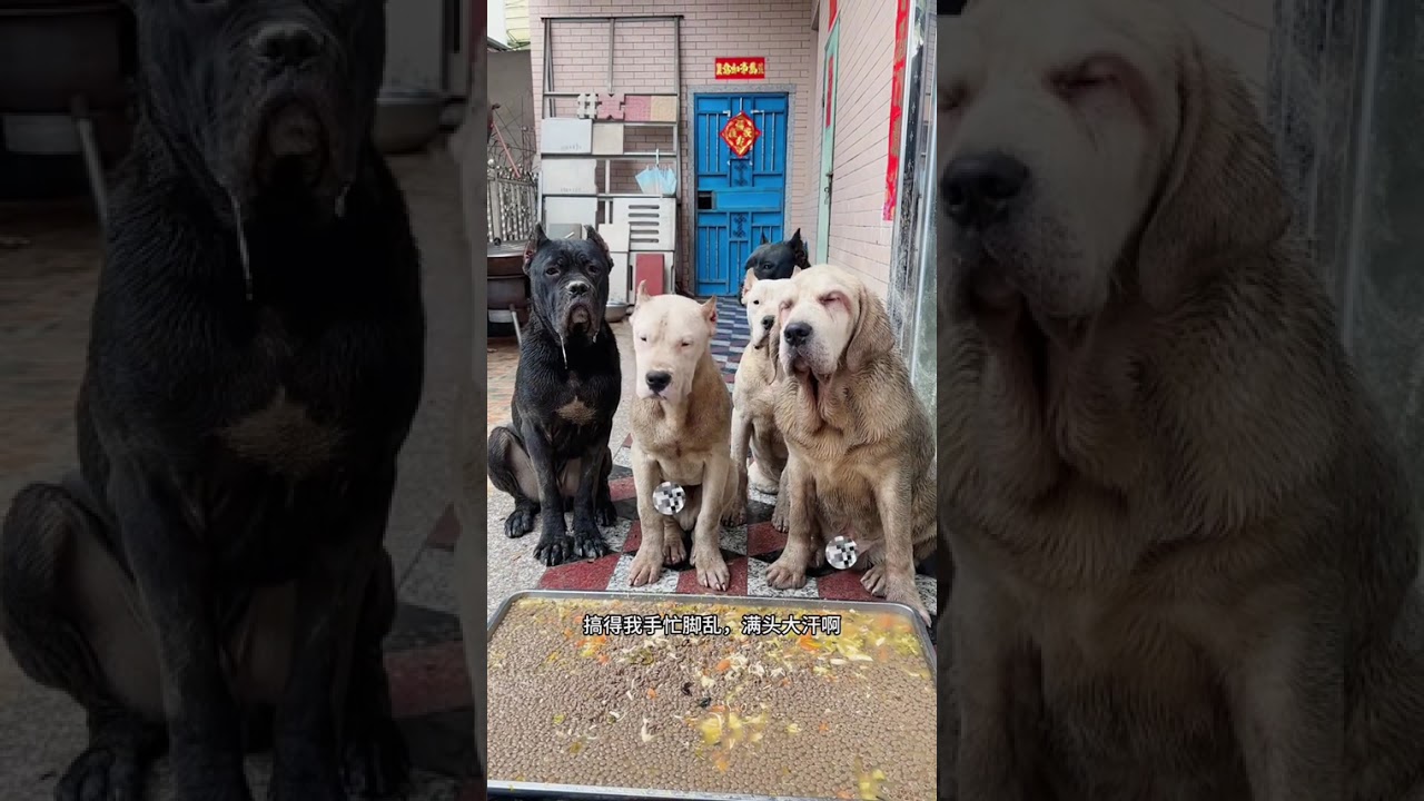 The feast is ready and happiness is gathered #Record the daily life of dogs#The dog s thou