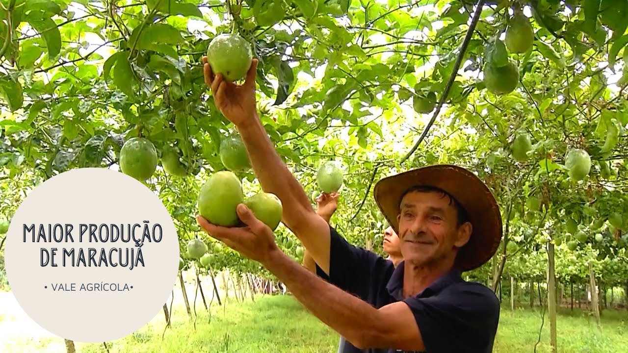 Maior produção de maracujá!