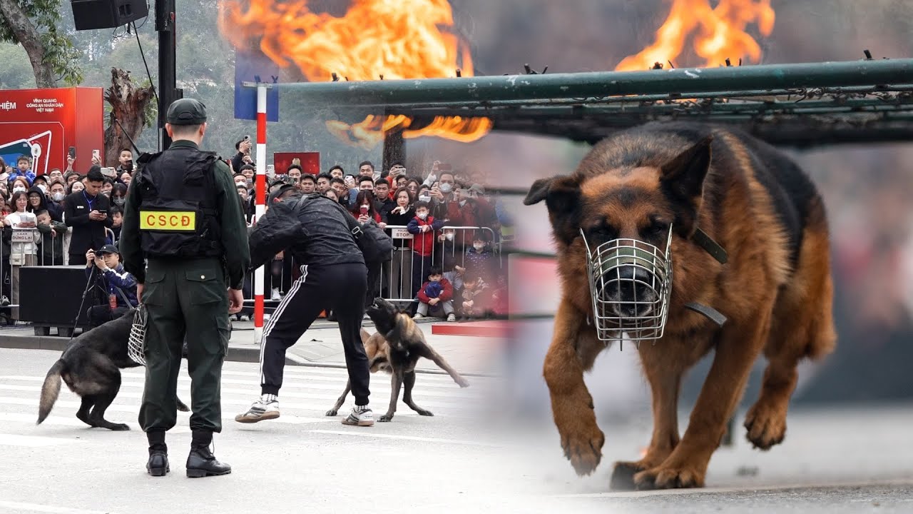Собаки мобильной полиции демонстрируют, как преодолевать барьеры и ловить преступников, как в кино.