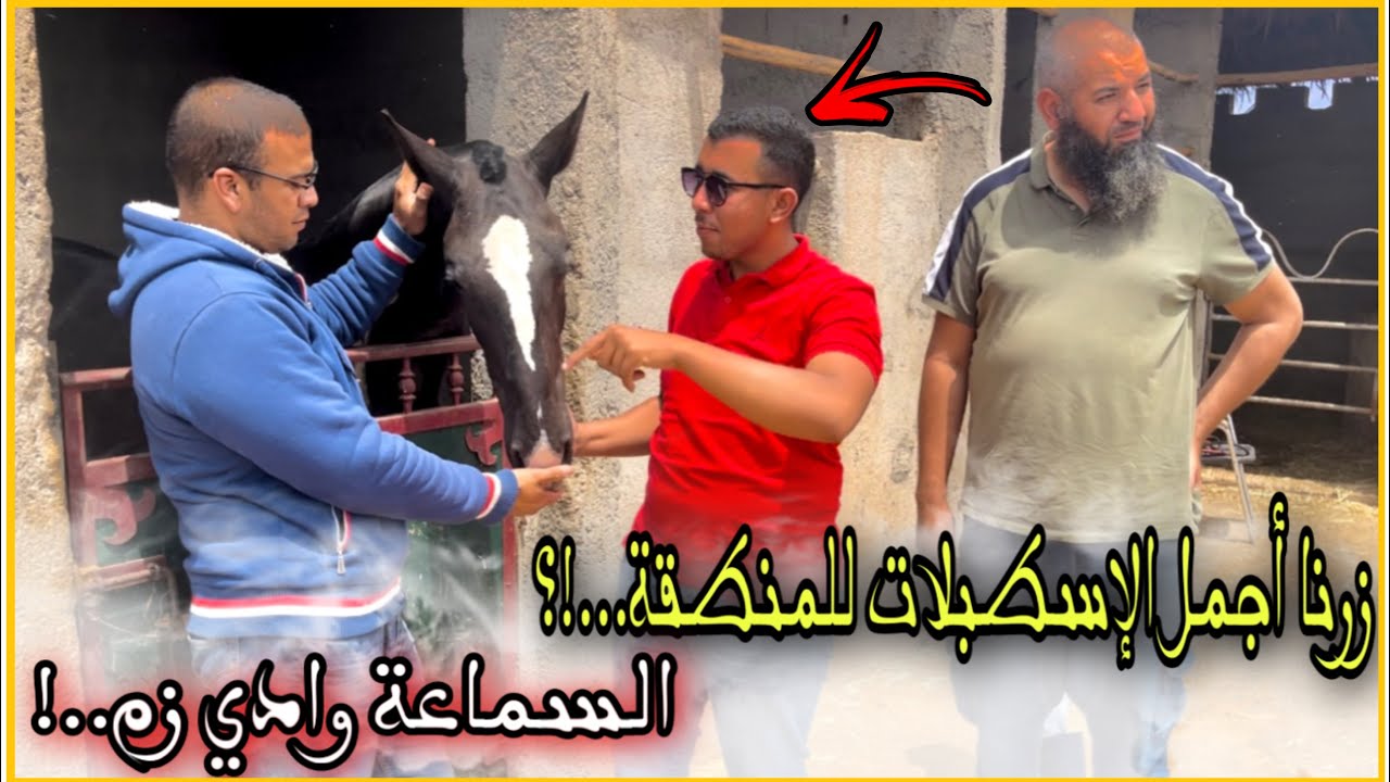 الحمدلله الذي بنعمته تثم صالحات،هذا خير المثال لخوتنا لكسابة لمنطقة السماعلة وادي زم ،لتوليد الخيول.