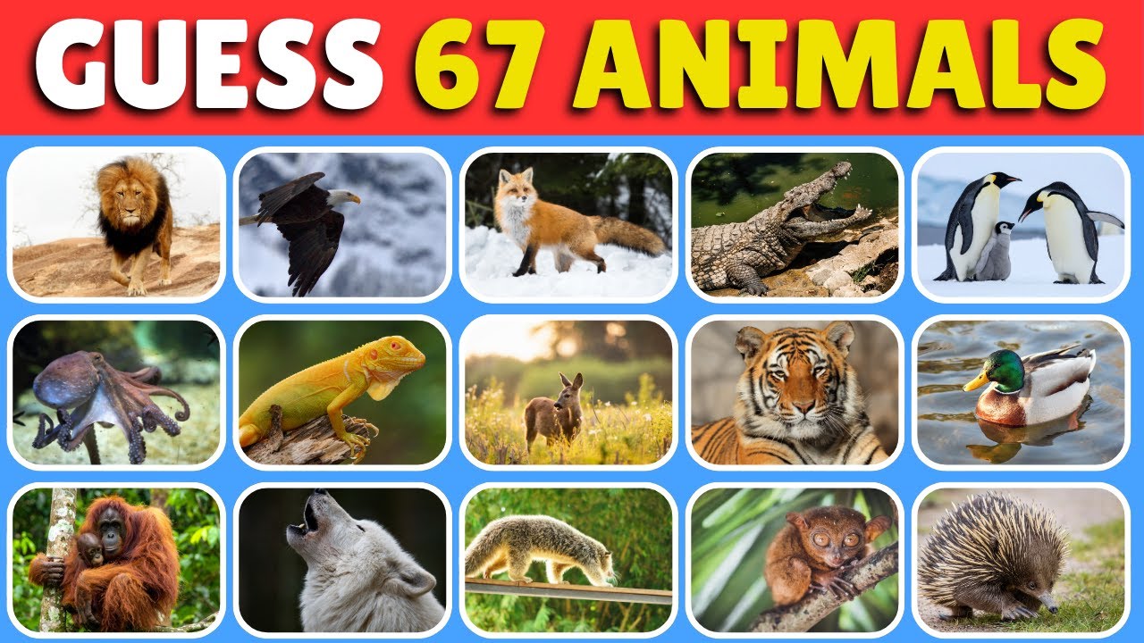 Guess The Animal (4K) : 67 Animals From Easy to Hard