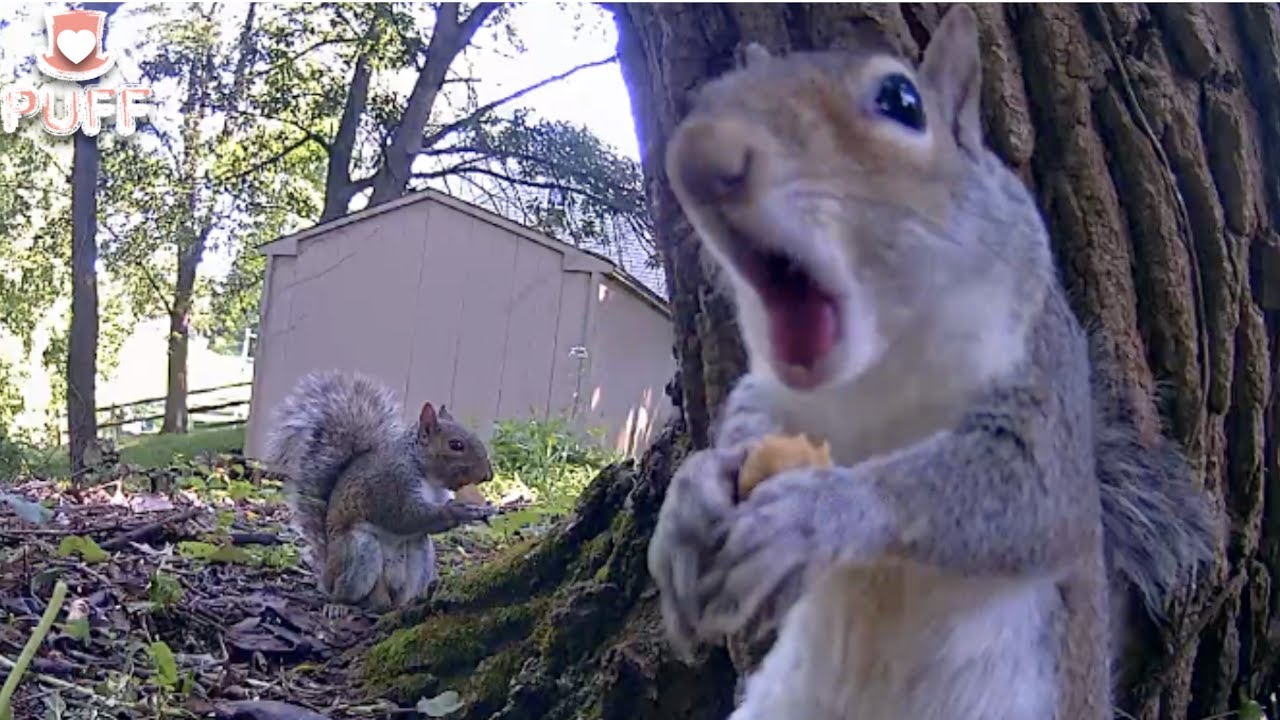Squirrel burp sound #shorts