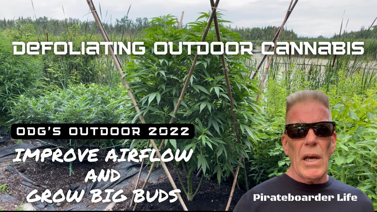 ODG&rsquo;s Outdoor 2022 Defoliating Outdoor Cannabis Plants&hellip;Improving Airflow and Growing Big Buds