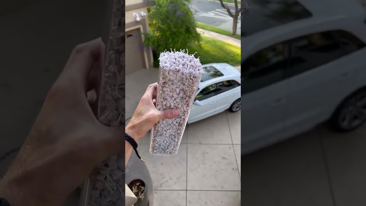 1000 poppers 😳🤩.........#slime #fluffyslime #asmr #satisfying #tsatisfy #slimeusa #satisfying