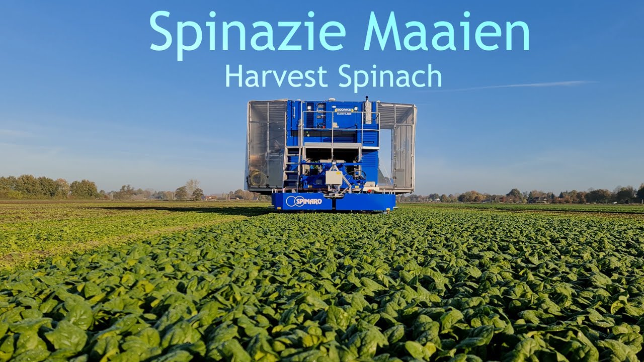Uijen Tuinbouw Spinazie maaien