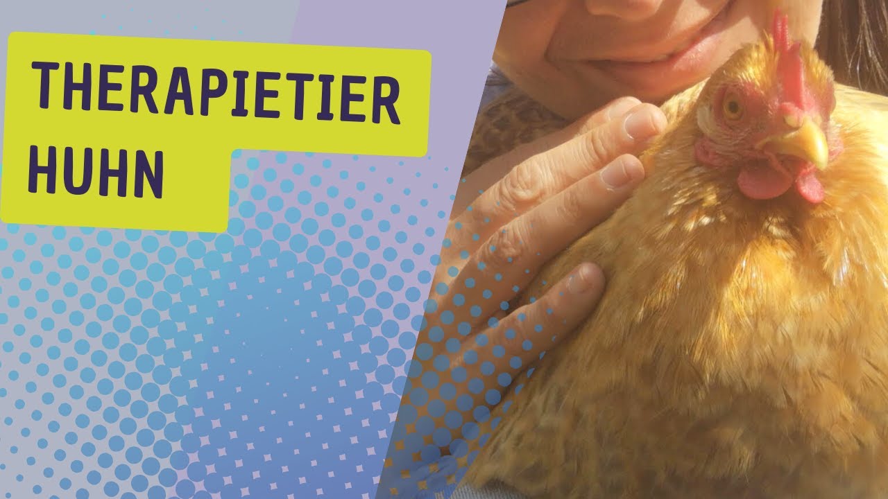 Therapietier Huhn