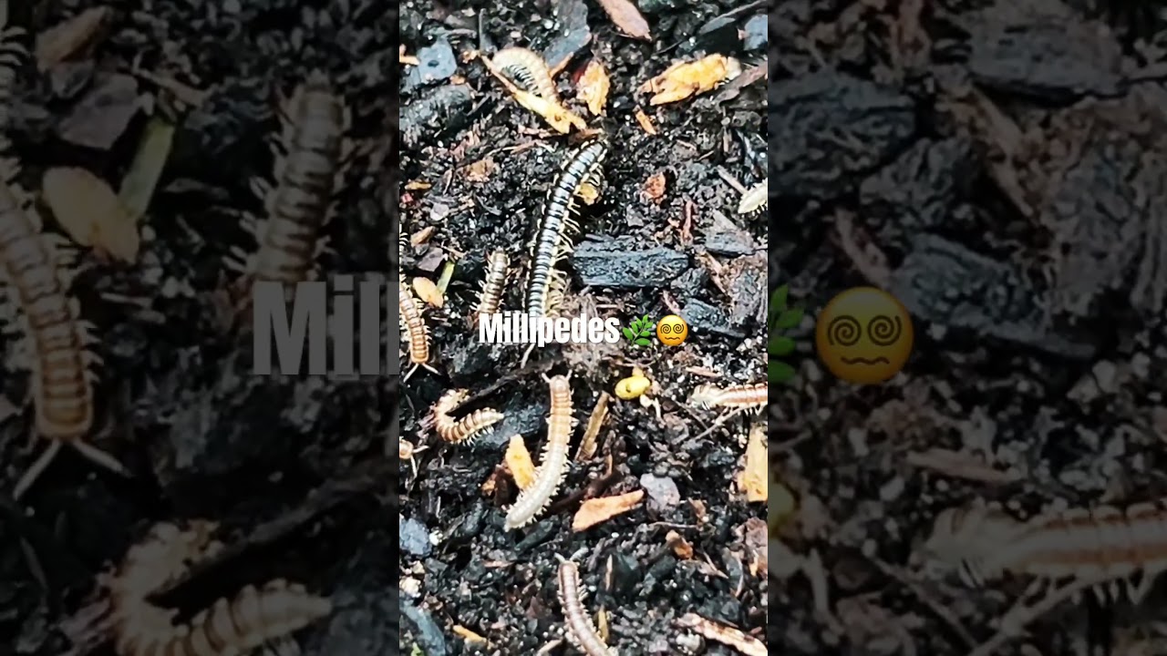 Millipedes: the tiny recyclers of your garden! #GardeningTips #GardenLife