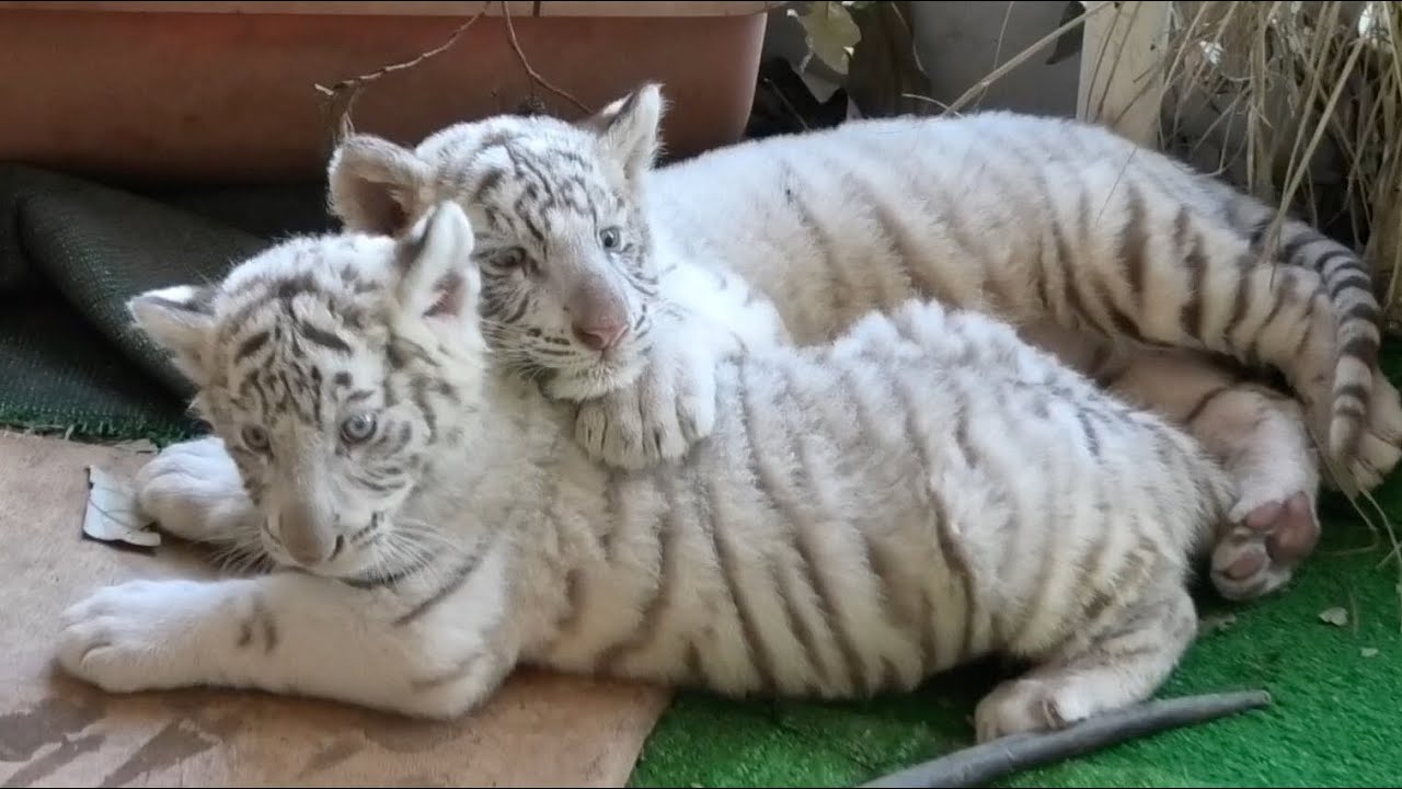 飼育員さんに◯◯◯◯！？赤ちゃんホワイトタイガーに会いに行ってきた！【アニマルキングダム】