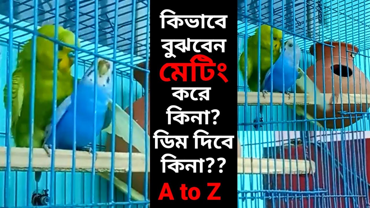 বাজরিগার পাখির মেটিং করার লক্ষণ সমূহ ও ডিম পাড়ার লক্ষণ গুলো কী কী? বাজরিগার ব্রিডিং Pakhir mating
