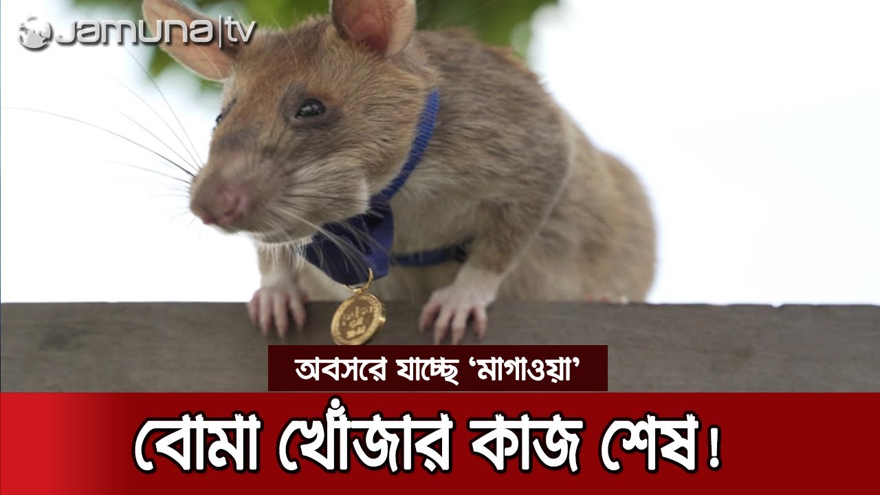ইঁদুর যাচ্ছে অবসরে! ৫ বছরের ক্যারিয়ারে বাঁচিয়েছে বহু মানুষের প্রাণ | Rat Retires