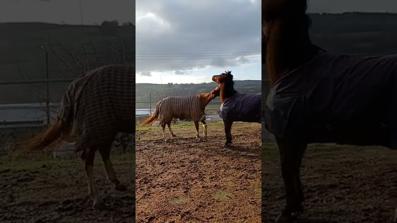 Wann ist eine Eingew&ouml;hnung in der Herdenhaltung eines Bewegungsstalles abgeschlossen?