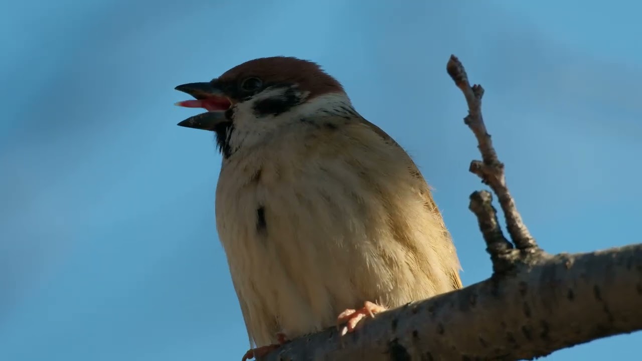 #L026 #スズメ #sparrowbird #birds #sparrow #すずめ #m13