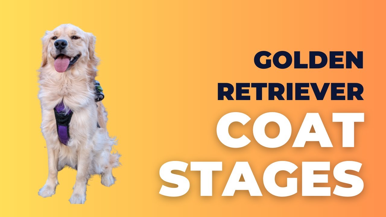 Golden Retriever Coat Stages: From Puppy To Adult and Beyond!