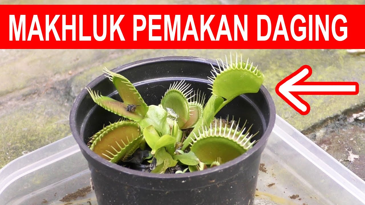 SERAM, EKSPERIMEN MAKHLUK PEMAKAN DAGING