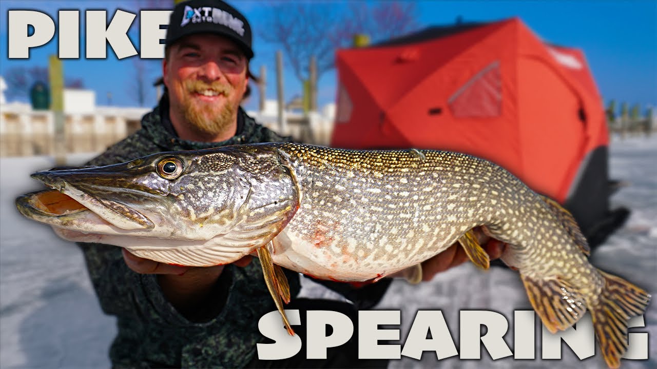 Giant Pike in Crystal Clear Shallow Water! (Lake St. Clair)