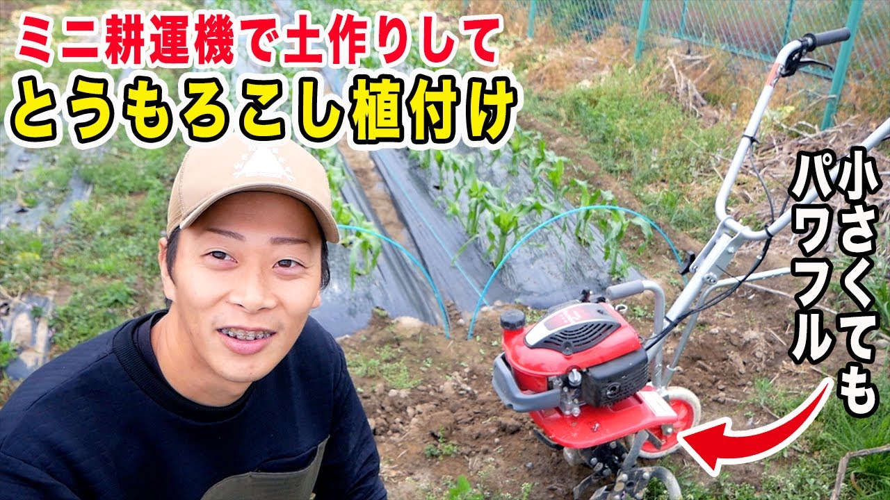 ミニ耕運機で土作りしてトウモロコシ植付け　小さいけどパワフルなプチなの紹介