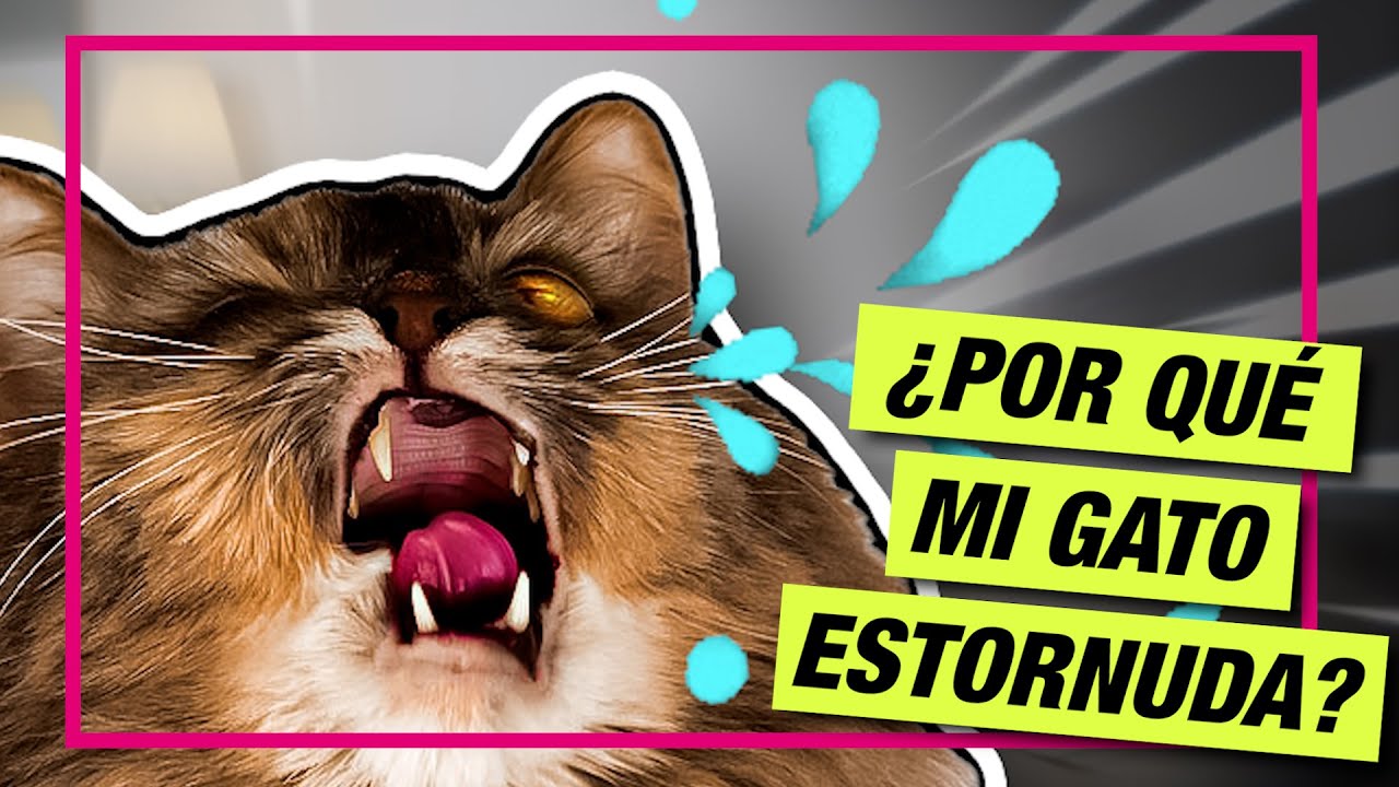 Mi gato estornuda mucho..! Es MALO? 🙀 LA GATERÍA TV