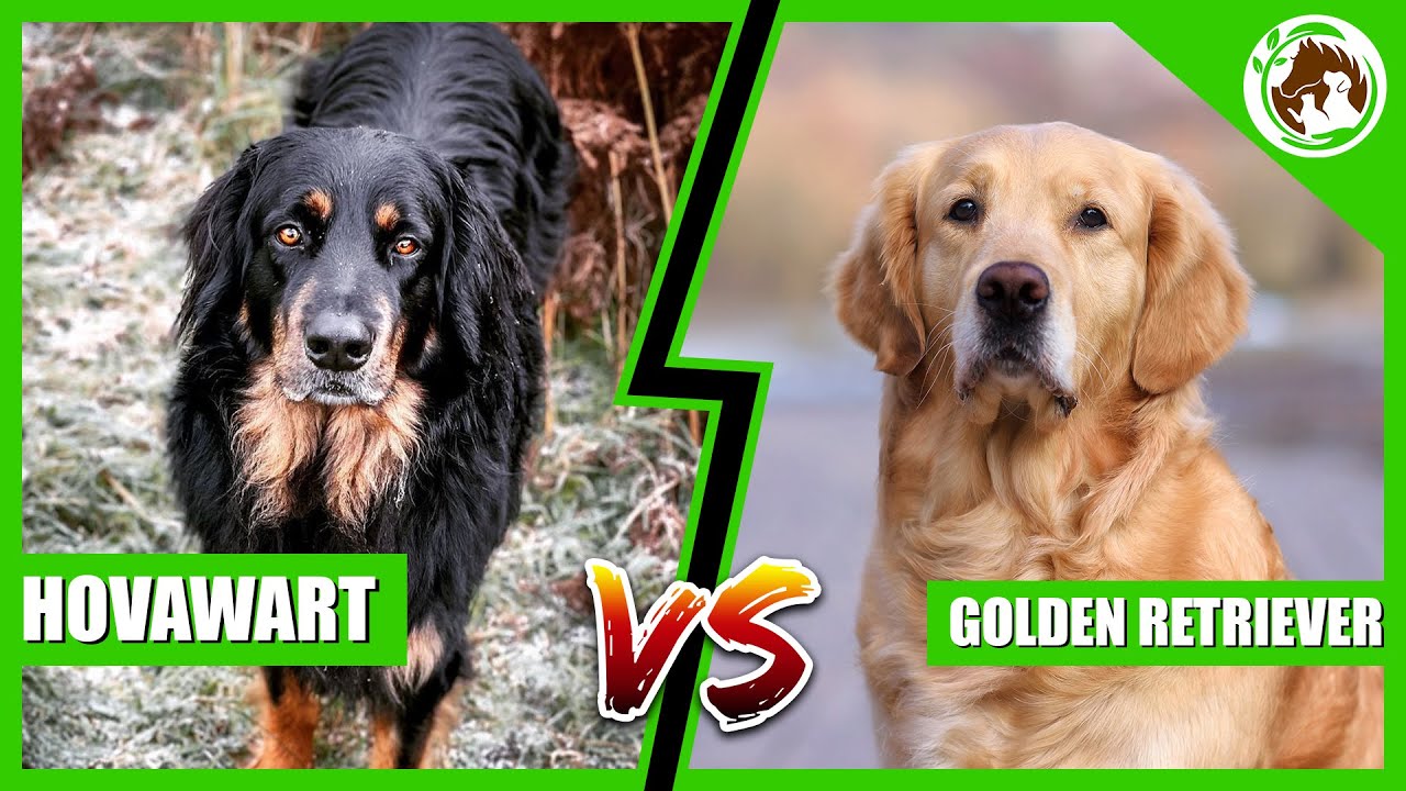 Which Dog Is Better: Hovawart or Golden Retriever?