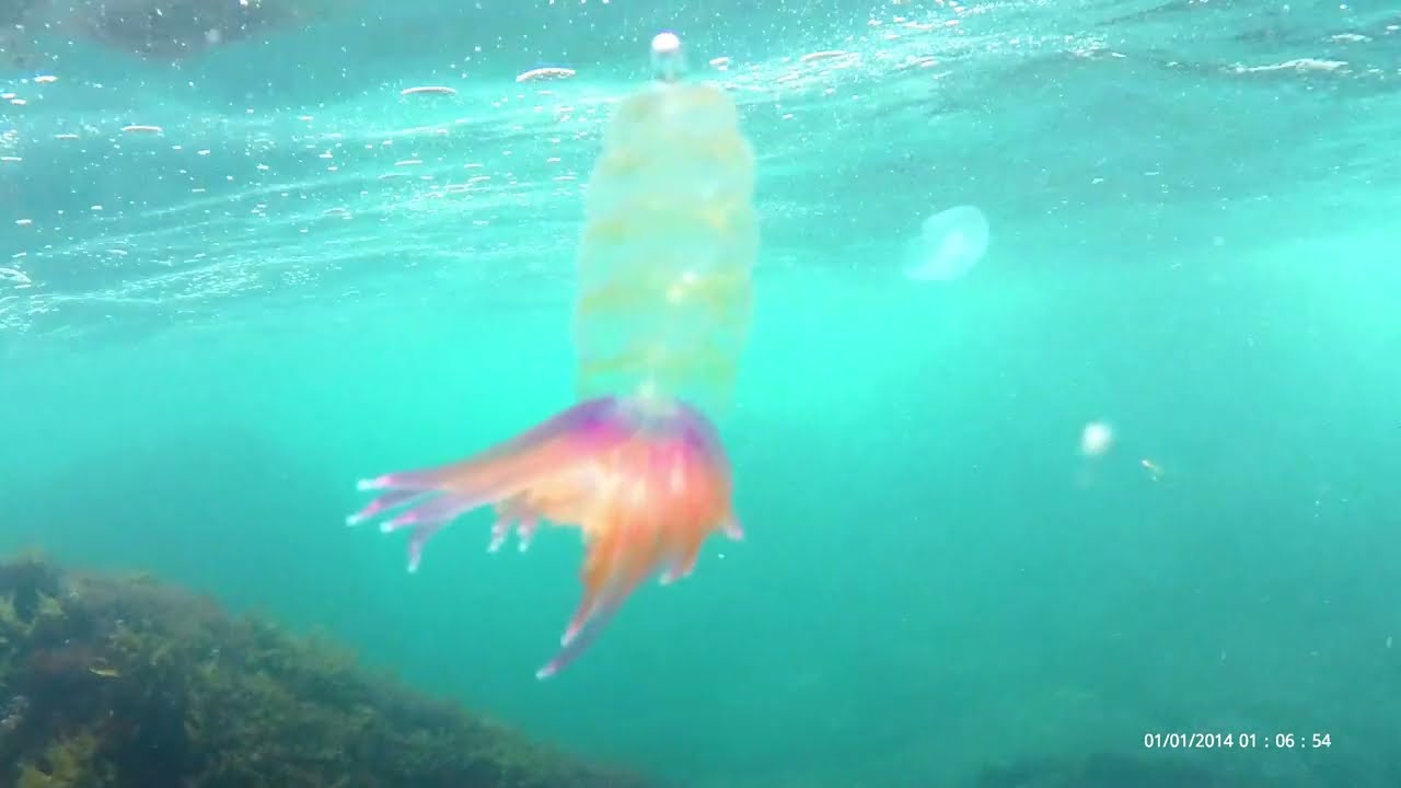 一人で、シュノーケル＆素潜り　真鶴半島の琴が浜から山下浜へ（神奈川県）　バレンクラゲ初めて見ました！山下浜のフクロノリは圧巻です！　2024年4月8日　フクロノリをフクロモと誤表記しました。訂正します