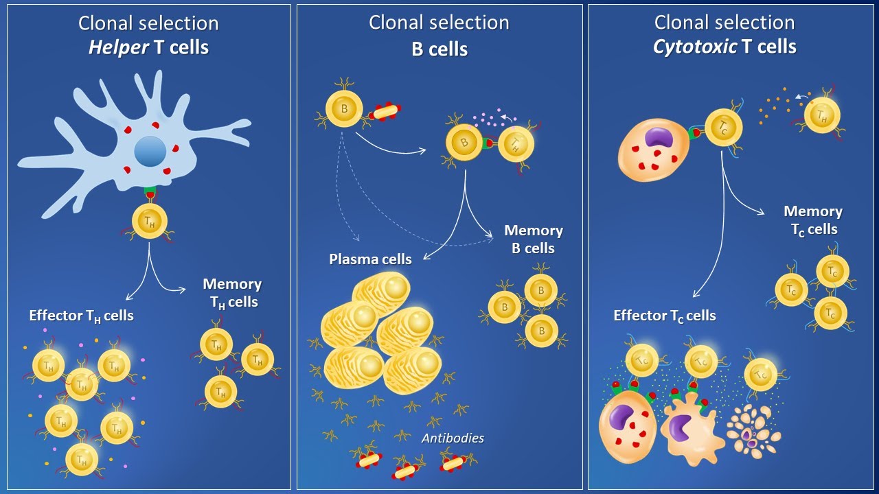 Clonal selection and specific immune response