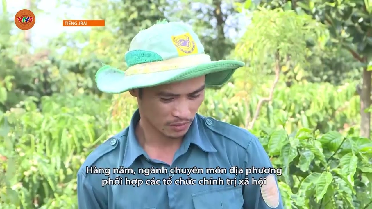[TIẾNG GIA RAI] NÔNG DÂN GIA LAI THẮNG LỢI TỪ VƯỜN CÀ PHÊ TÁI CANH | VTV5