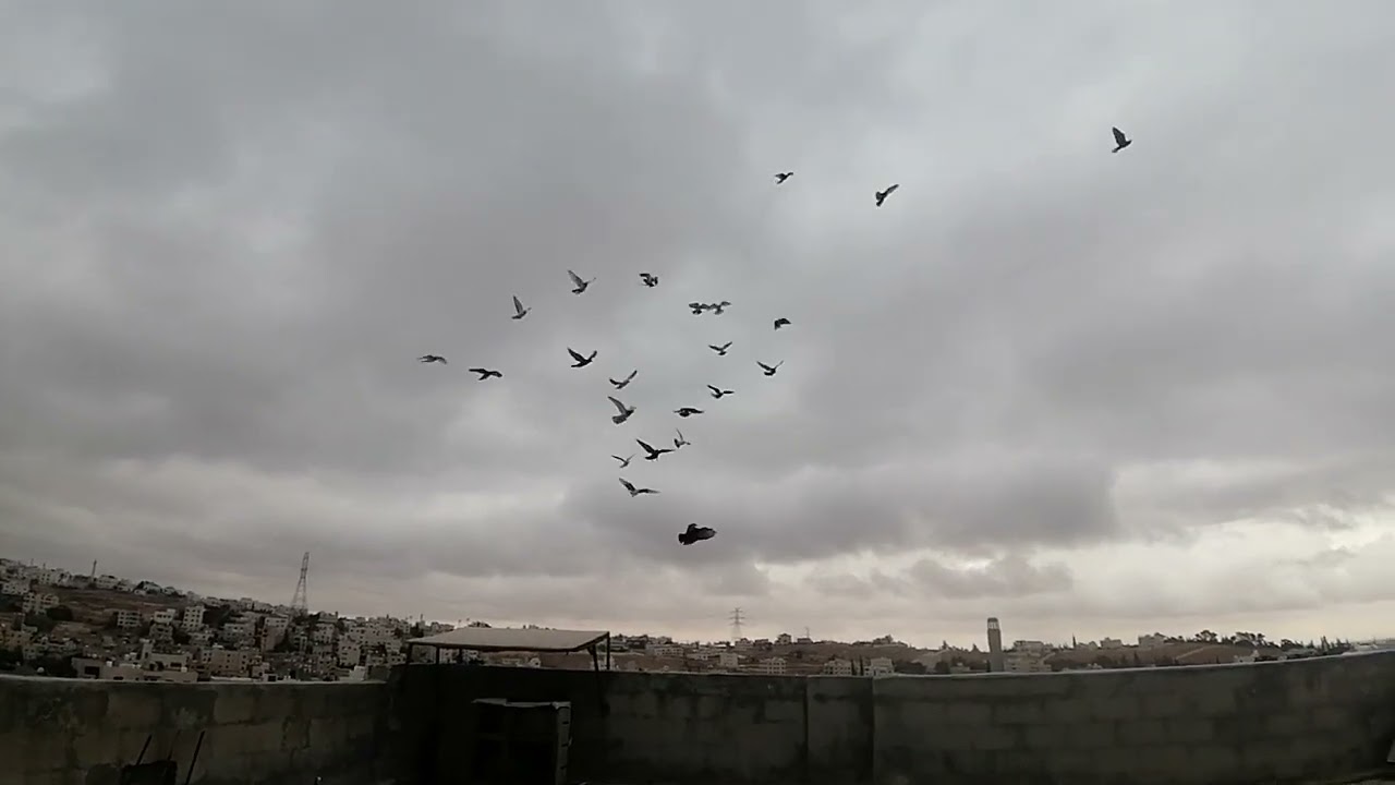 حكينا عن موضوع كيف تقعد الطير وصار معنا اشي حلو أكثير ♥️💝