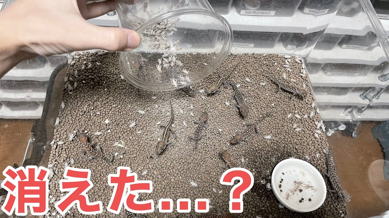 ソメワケベビー軍団に大量コオロギリベンジしようとしたら...