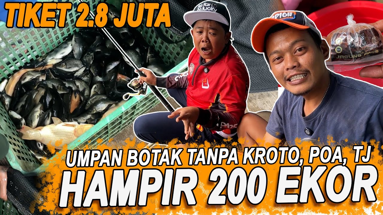JAGUNG AMIS AGF MENGGILA !!! KEDI SAMPE KETETERAN, EH MALAH KENA OMELAN GARA GARA NGELAWAN