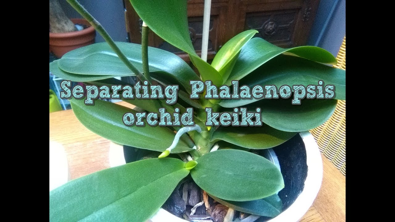 Separating a Phalaenopsis Orchid keiki