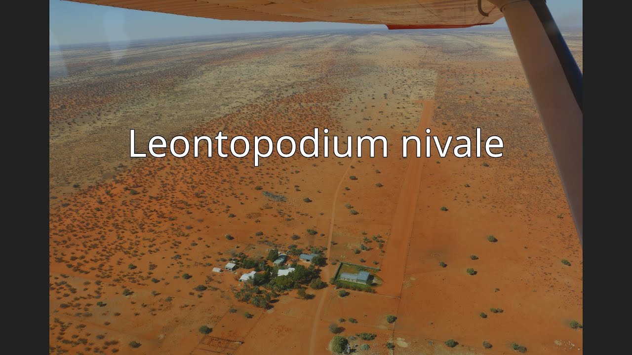 Leontopodium nivale